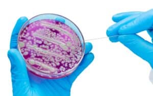 Bactérias criadas com 19 aminoácidos desafiam lei fundamental da biologia