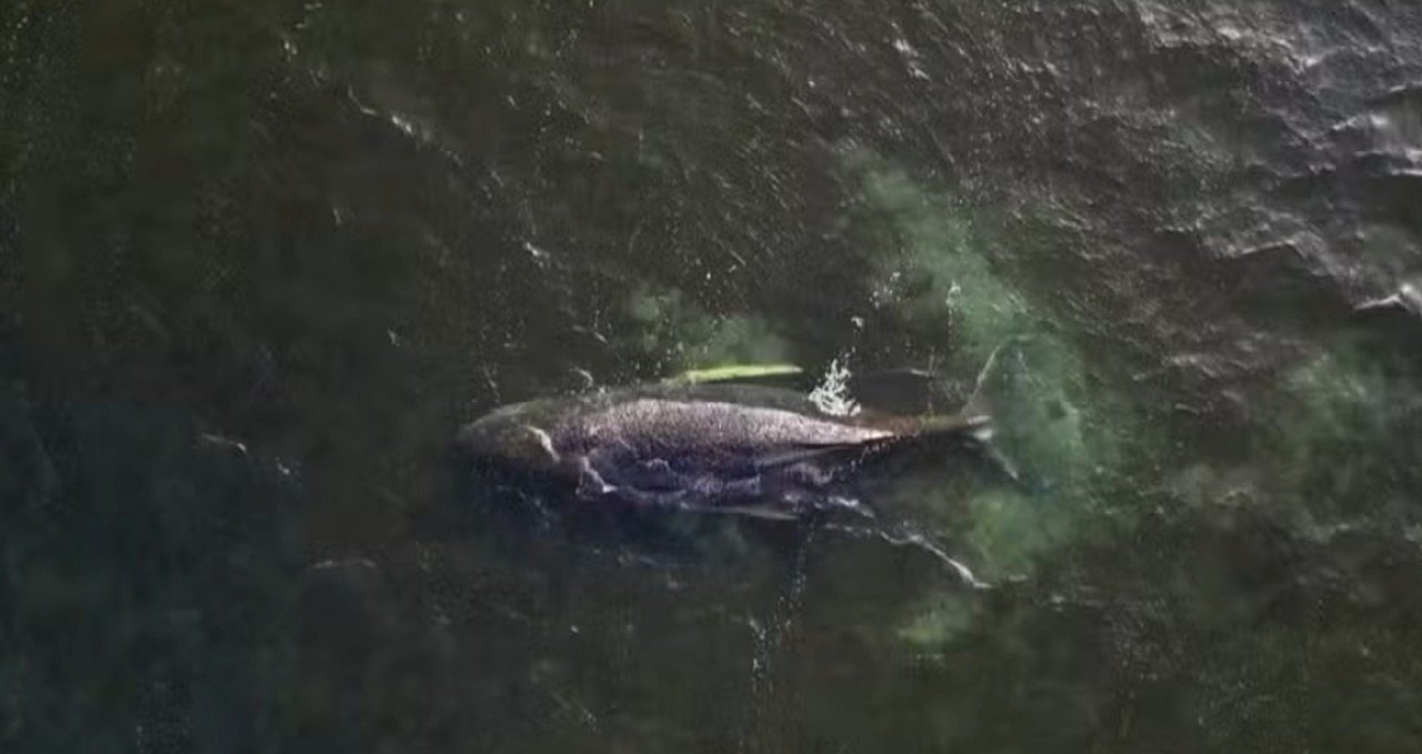 baleia jubarte - GREENPEACE