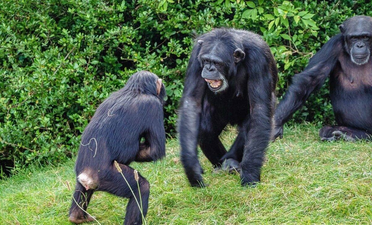 Chimpanzés