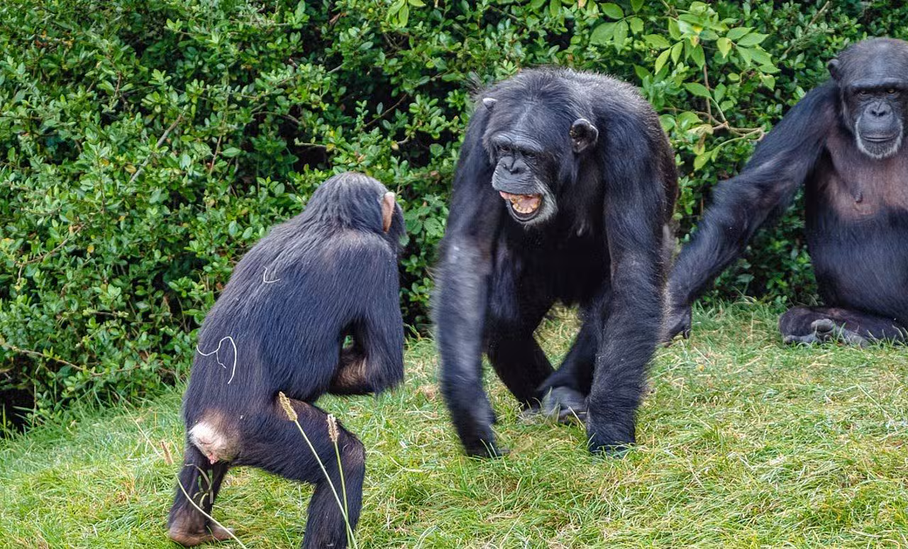 Chimpanzés
