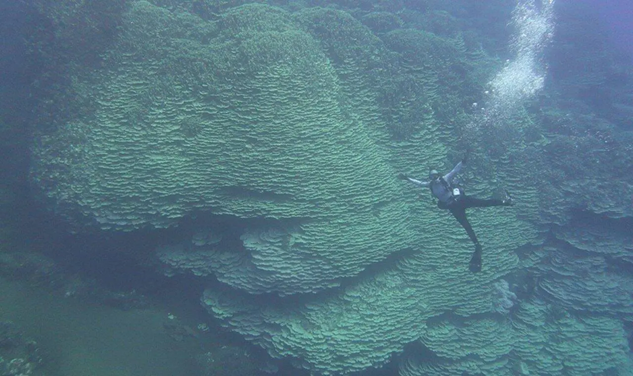 Cientistas encontram o maior animal marinho já registrado nas Ilhas Marianas - Reprodução/ NOAA