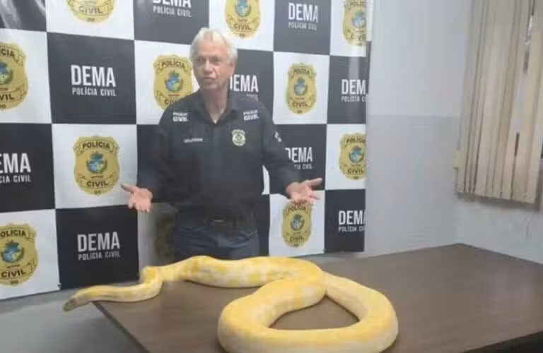 Cobra Piton