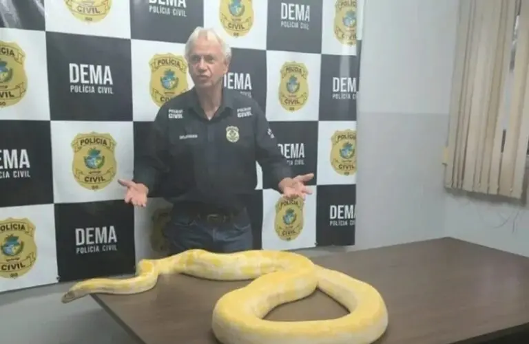 Cobra Piton