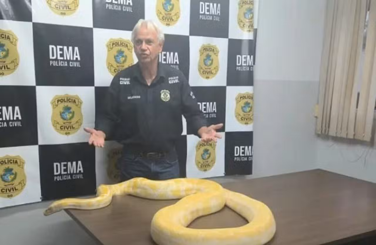 Cobra Piton