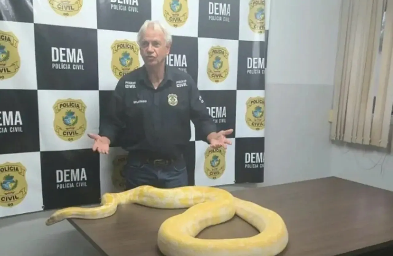 Cobra Piton