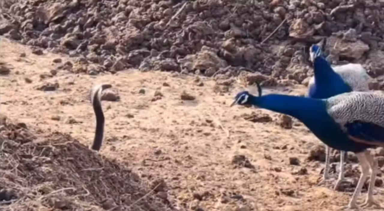 Cobra vs Peacock - Instagram
