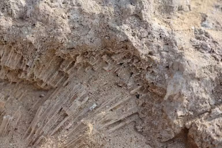 fóssil