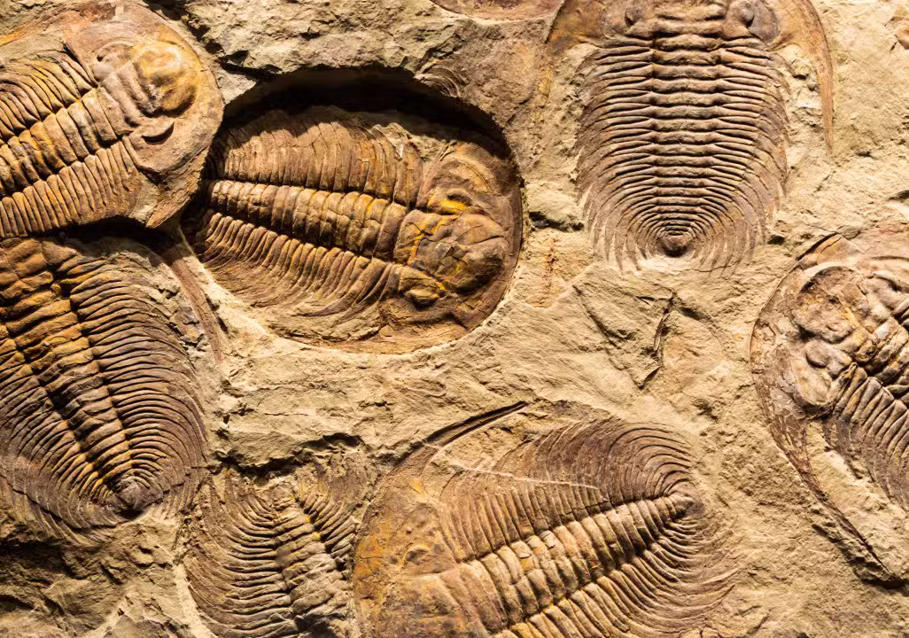 fossile di artropodi