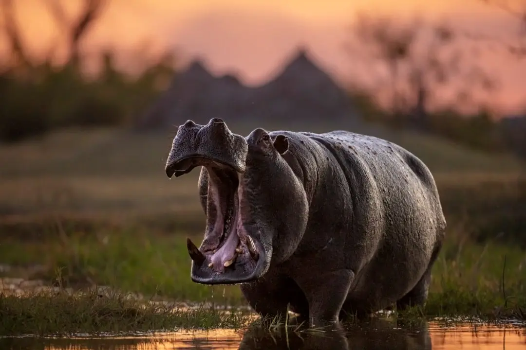 hippopotame