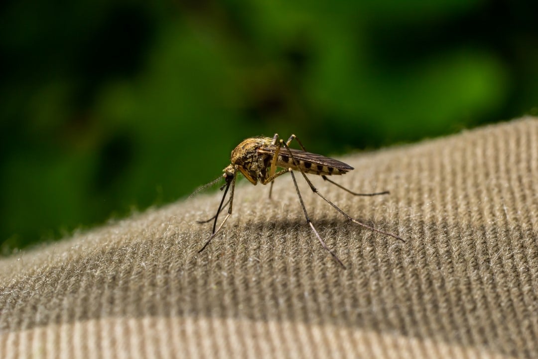 mosquito