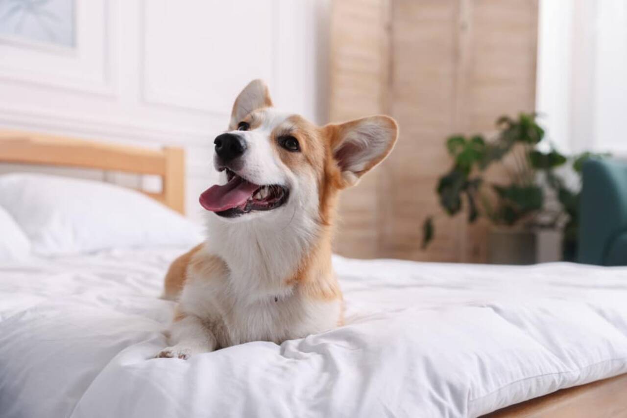 resort para cães