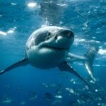 Mulher fica em estado crítico após ataque de tubarão em praia icônica de Sydney