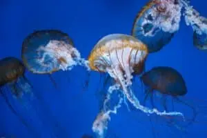 Gravelines nuclear power plant in France has reactors affected by jellyfish for the second year in a row