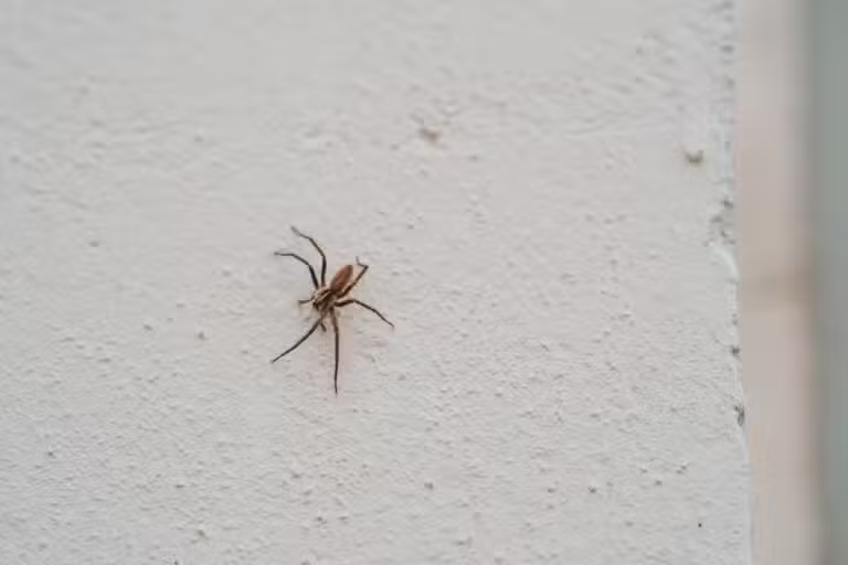 Aranha