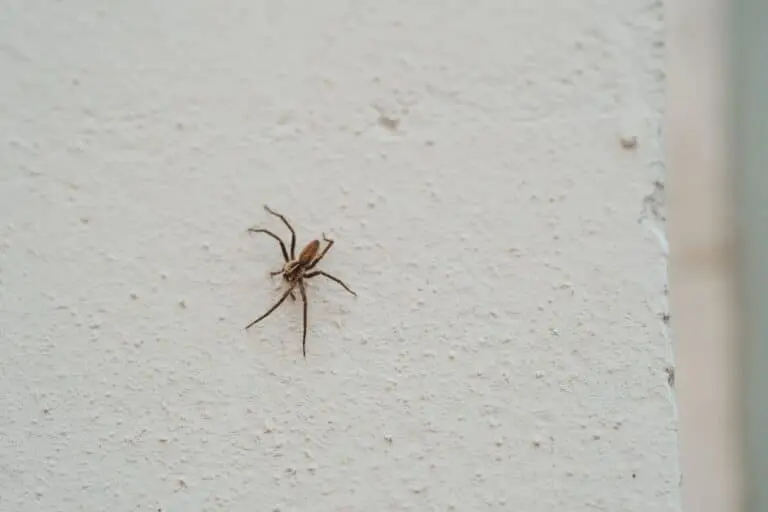Aranha