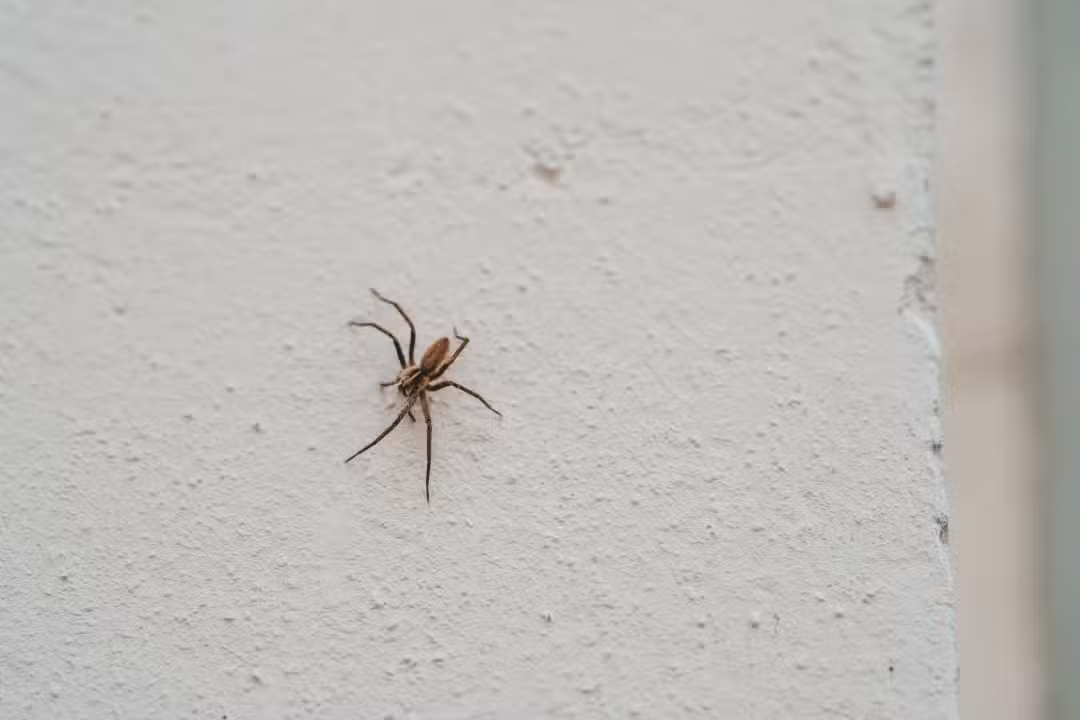 Aranha