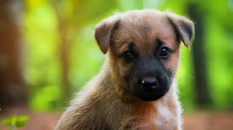 Cachorro, filhote