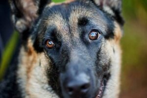 Cachorro, raça pastor alemão