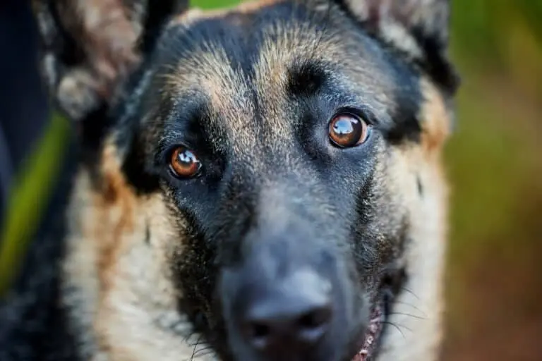 Cachorro, raça pastor alemão