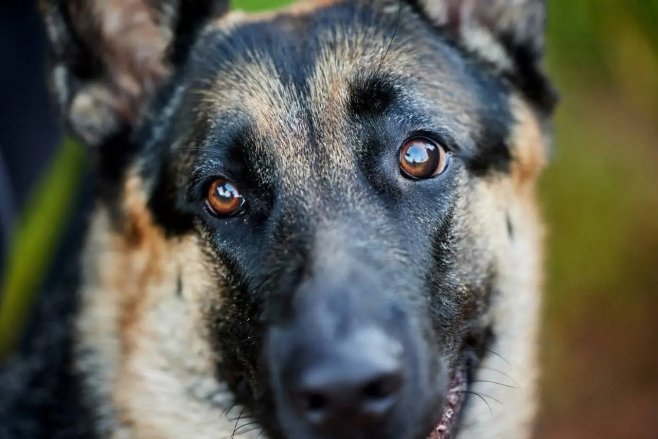 Cachorro, raça pastor alemão