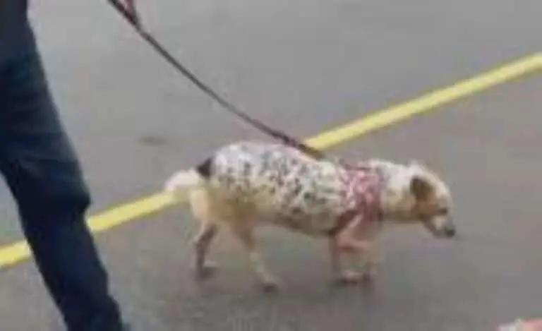 Cadela que foi abandonada por tutoras