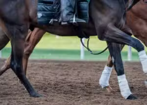 Análise revela favorito real e dois outsiders com potencial de virada no Derby de Kentucky 2026