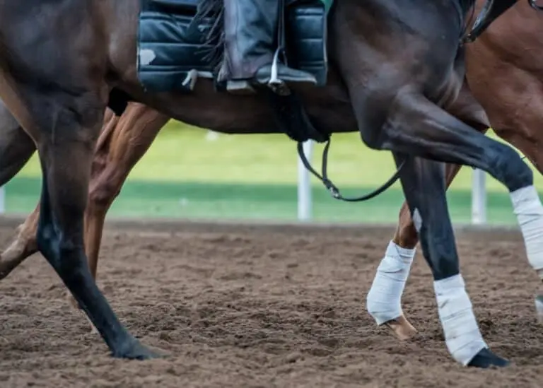 Cavalos