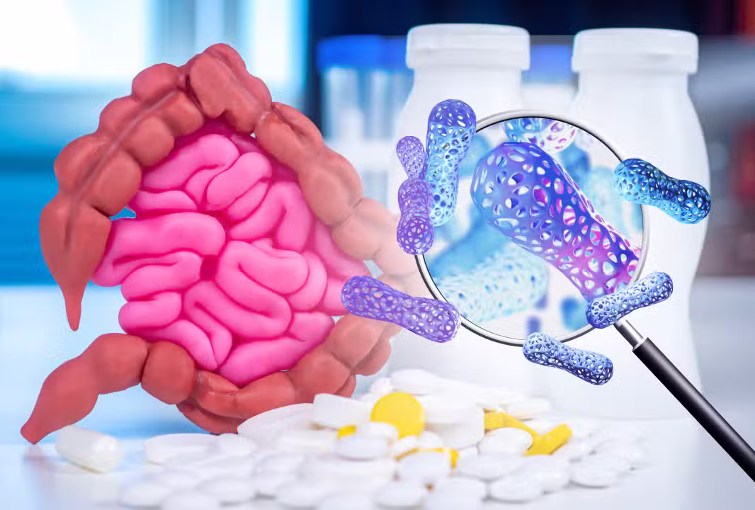 Células probióticas sob lupa. Saúde digestiva humana, Probióticos para melhorar a digestão