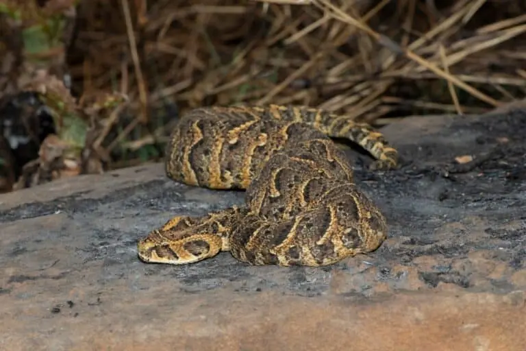Cobra