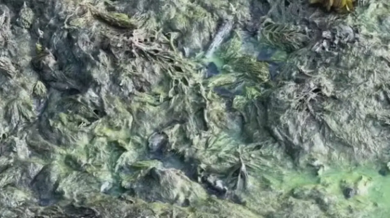 Crosta verde