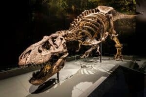 Crânio robusto do T-Rex explica por que dinossauro tinha braços tão pequenos