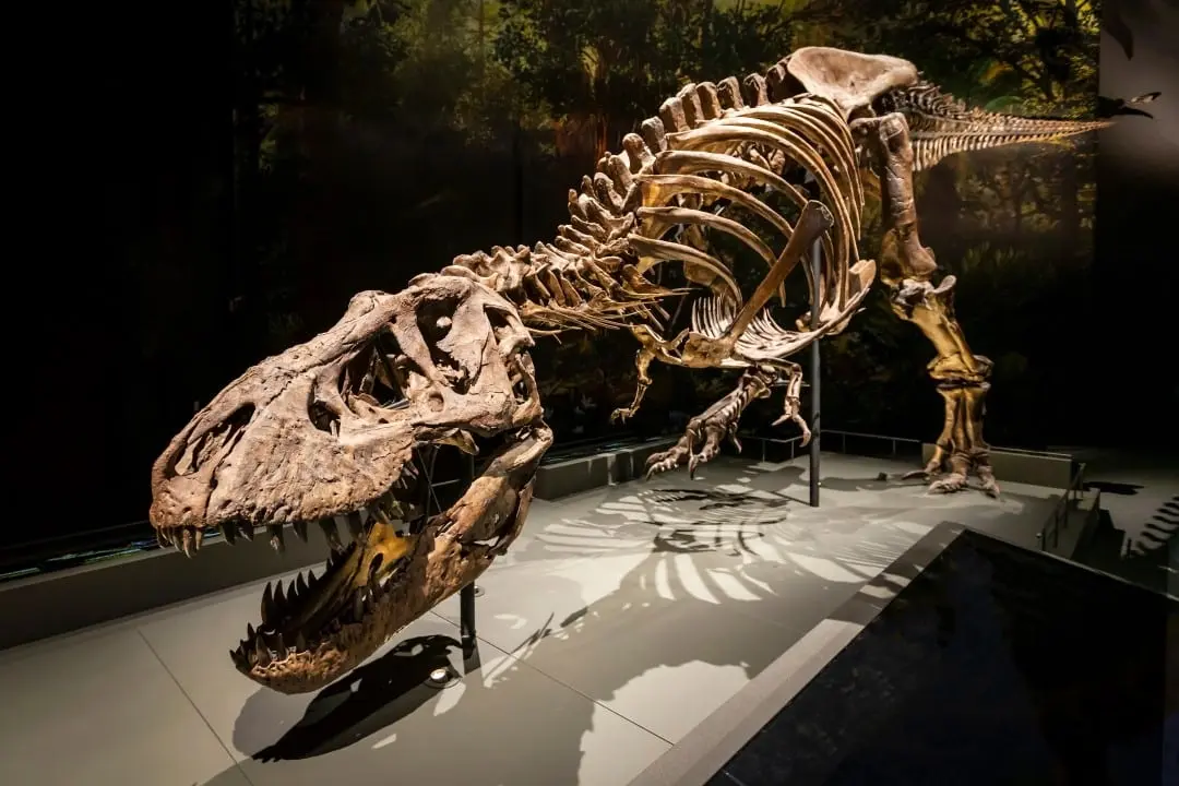 Esqueleto T-Rex