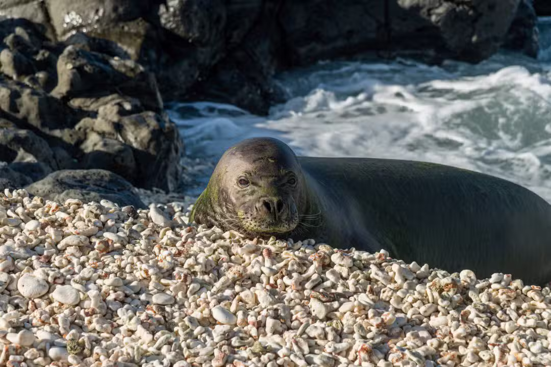 Foca-monge