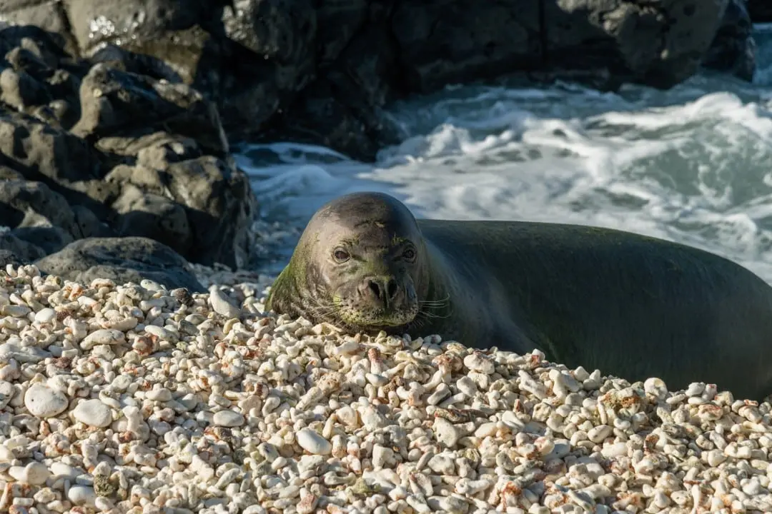 Foca-monge