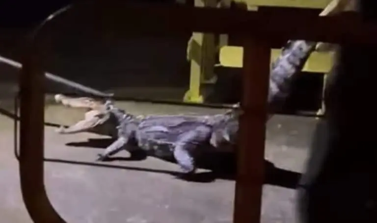 Jacare restado em Gavião Peixoto