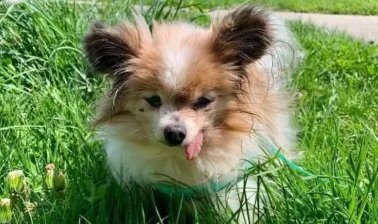 Lazere o cachorro mais velho do mundo