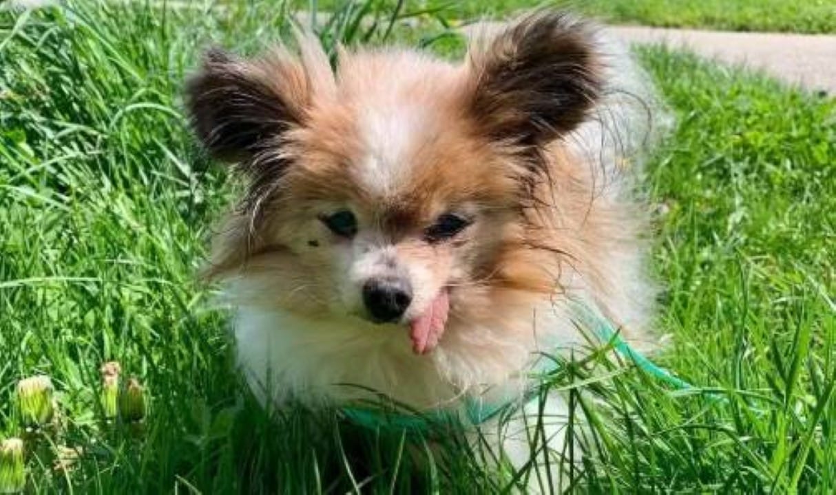 Lazere o cachorro mais velho do mundo