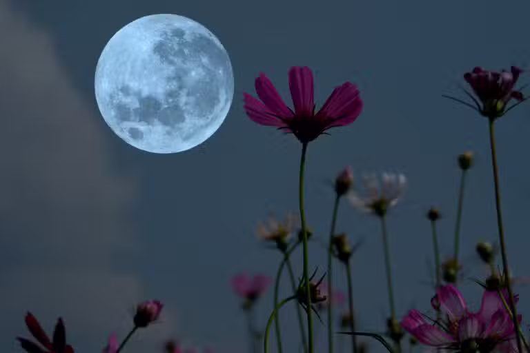 Lua das Flores, Lua cheia
