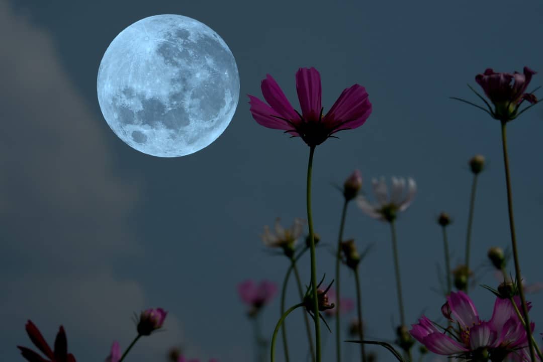 花月、滿月