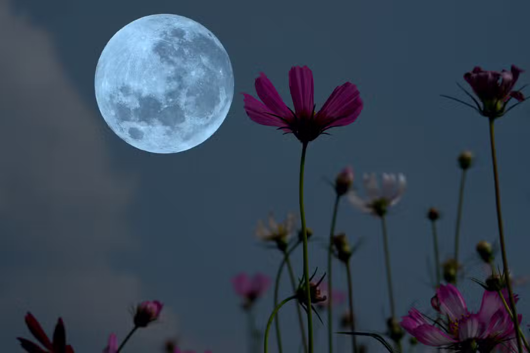 Lua das Flores, Lua cheia