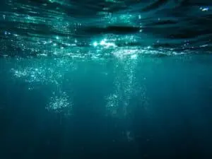 Novas criaturas reveladas: expedições no Oceano Índico encontram 149 espécies desconhecidas