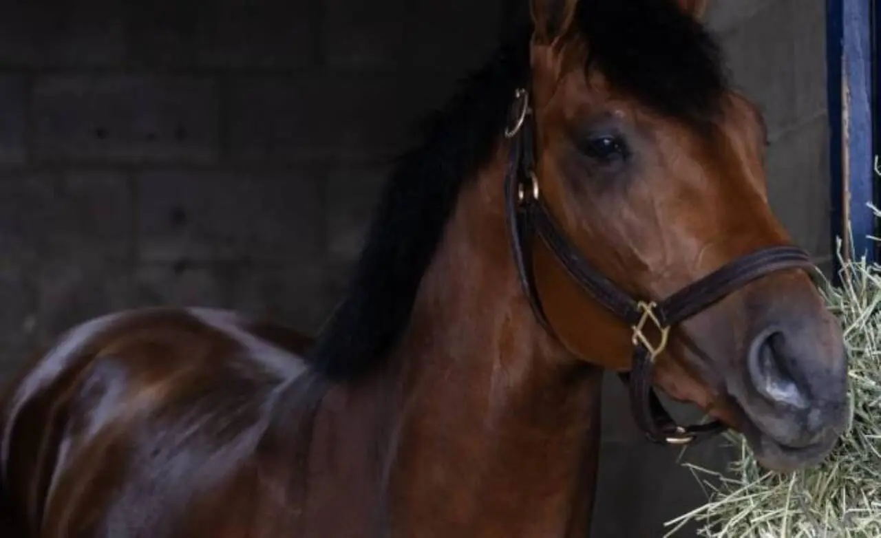 Preakness Stakes