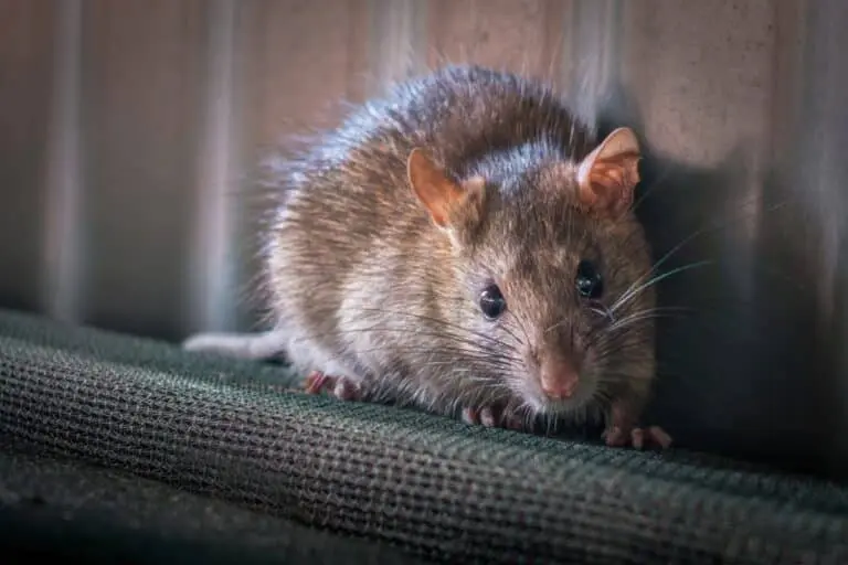 Rato