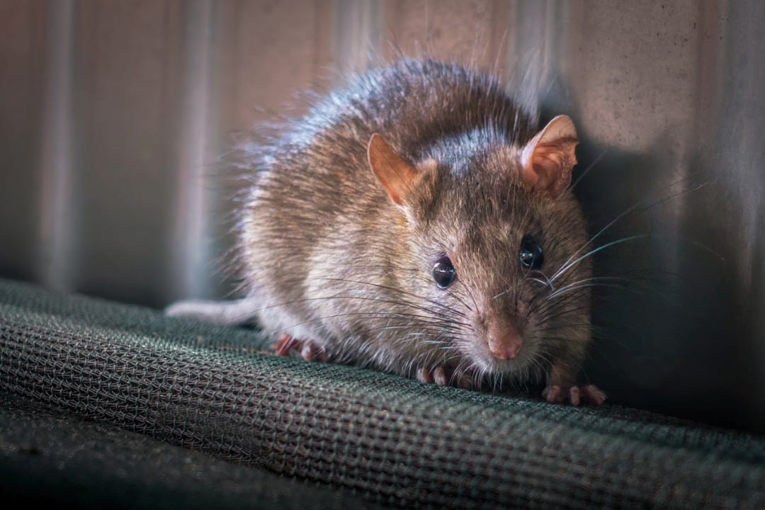 Rato