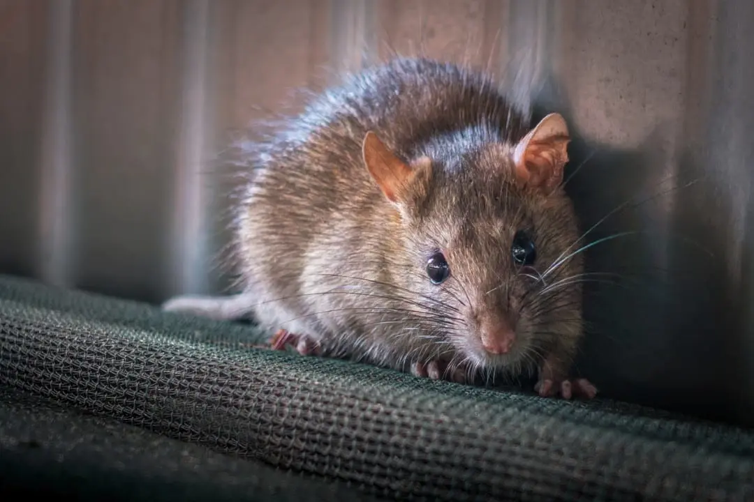 Rato