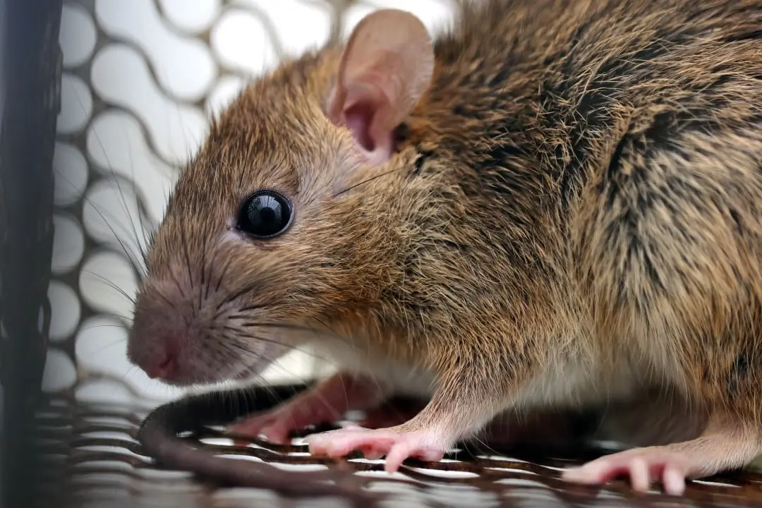 Rato