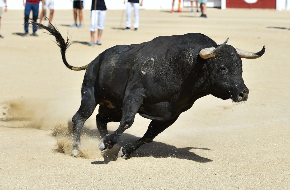 Touro, espetáculo tradicional de tourada