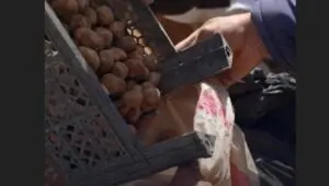 البحث عن الكمأة في الأراضي السورية يعرض العمال للألغام الأرضية والهجمات المسلحة