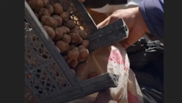 Caçadores de trufas