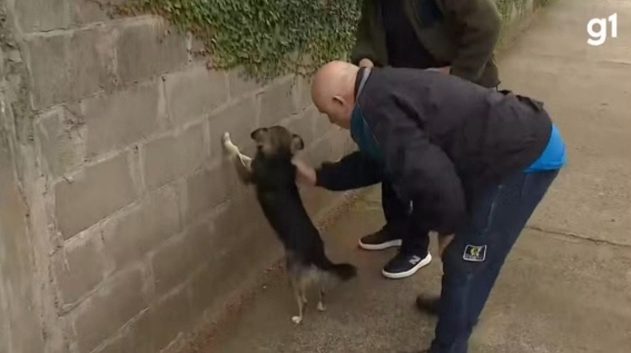 Cachorro em Canoas simula “enquadro policial” e viraliza em reportagem ao vivo